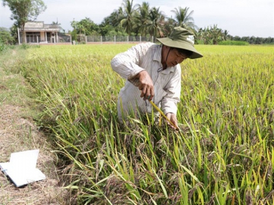 No degree, no problem for this rice innovator