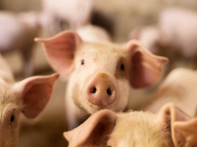 4 keys to consider with organic acids in pig production