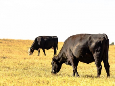 Study measures feed efficiency in forage-, grain-fed cattle
