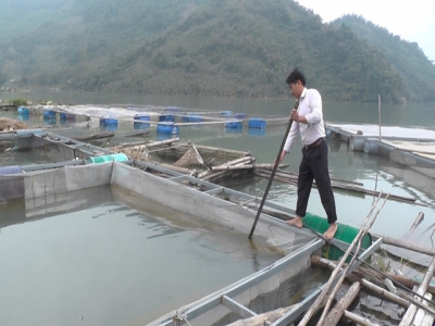 Cage fish farming – a good choice for sustainable poverty reduction in Vay Nua commune