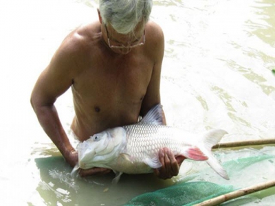 Vĩnh Long: success in giant barb for the first time