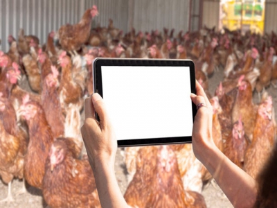 Evonik takes stake in smarter chicken farming start-up