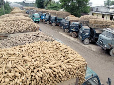 Domestic cassava industry faces big hurdles