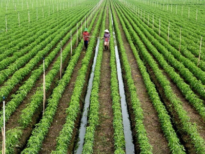 Mekong Delta farmers increase area under clean vegetables, fruits for Tết