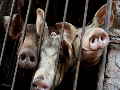Vietnam to import 100,000 tonnes of pork