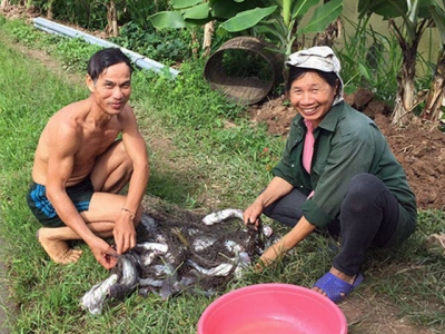 Hiệu quả mô hình nuôi cá nheo Mỹ tại Thanh Hóa
