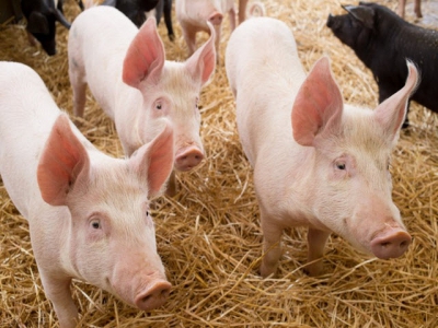 Study: A blend of plant oils proves effective for growth and feed efficiency in piglets