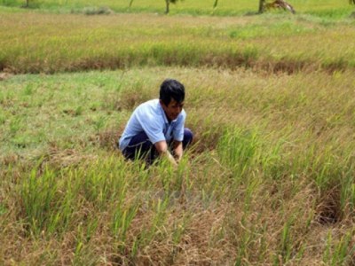 Áp dụng quy trình canh tác lúa thông minh ứng phó hạn, mặn