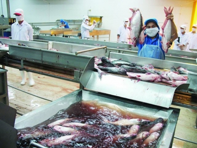A difficult year for pangasius exports