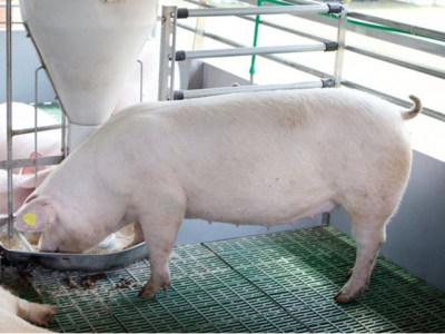 Electronic feeding systems limit feed waste, localize sow nutrition