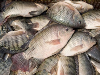 Tilapia productivity nearly quadrupling in Dutch-backed RAS tilapia product trial in Vietna