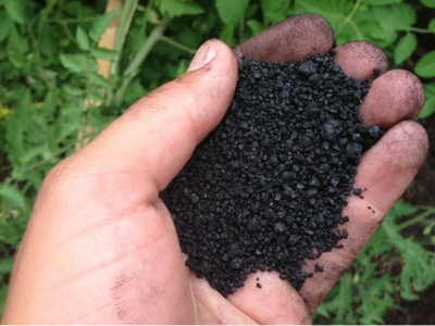 Chất giàu humic bảo vệ mạnh mẽ sự sống của cá