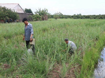 Lemongrass price rise benefits farmers in Mekong Delta district