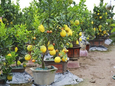 Five-fruit trees, plants shaped like rats popular for Tết