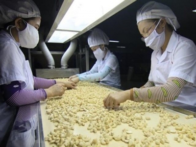 Cashew industry aims for export target of US$4 billion in 2020