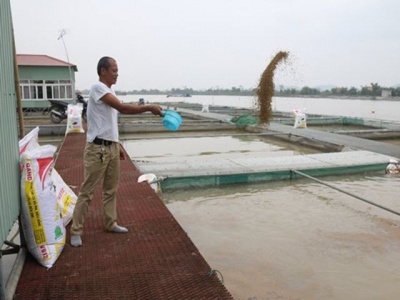 Thành tỷ phú nhờ nuôi loại cá lắm thị phi