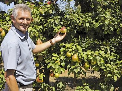 Proactive fruit farming techniques