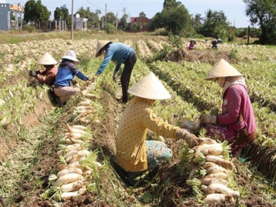 Mekong Delta radish town has bumper harvest