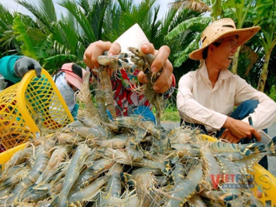 Price of material shrimp sharply rises up