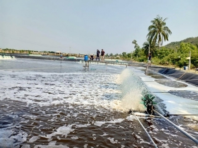 Khuyến cáo nuôi tôm nước lợ