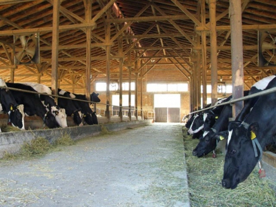 Clay has multiple benefits as dairy cattle feed supplement