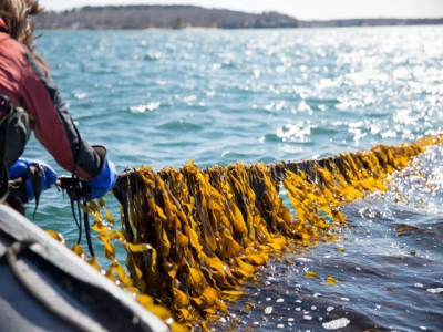 Can farmed kelp conquer American markets?