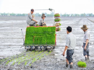 Vĩnh Long chủ động xuống giống vụ hè thu né mặn, né rầy