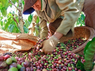 Six local firms participate in online international agricultural exhibition in Algeria