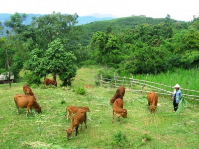 Hanoi transforms into husbandry breeding powerhouse