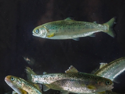 Tackling sea lice in the face of climate change
