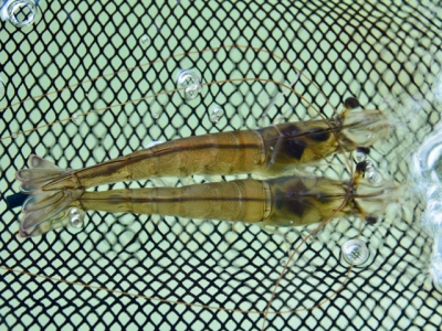 A genetic solution for tackling white spot syndrome virus in shrimp