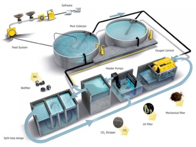 Nutreco invests in Nordic Aqua Partners to build Chinas first large scale RAS facility