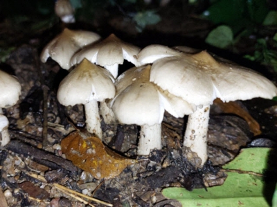 Harvest season of the king of mushrooms