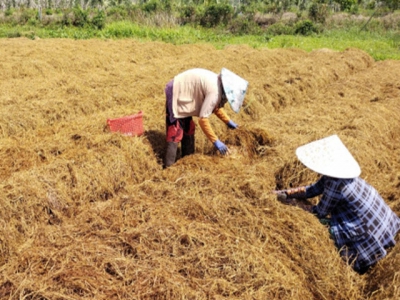 Straw mushrooms cultivation becomes more and more prosperous