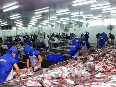 Pangasius exports to the US grow strongly