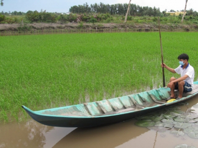 Đa giá trị từ canh tác tôm - lúa