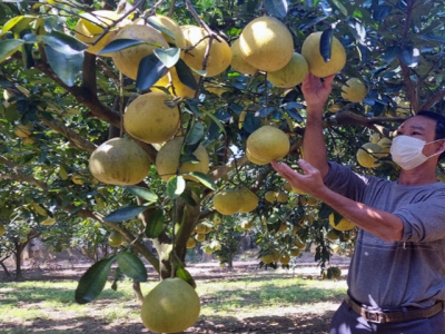 Planting fruit trees the organic way