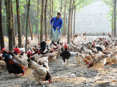 A new approach needed for humane farming