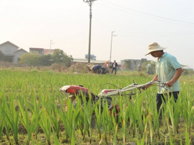 Organic fertilisers bring high efficiency to gladiolus production