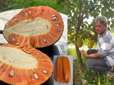 Độc đáo giống mít ruột đỏ trái đẹp, ăn ngon, trồng mau ra trái