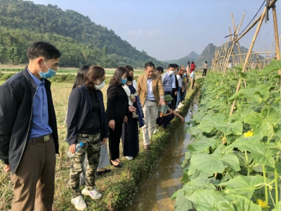 Building a sustainable vegetable value chain with smallholder farmers