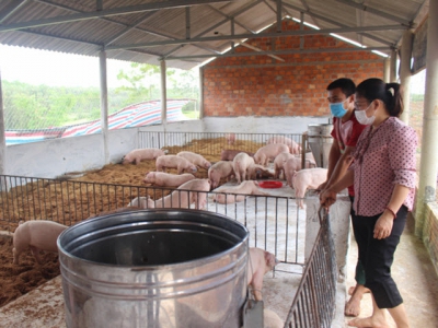 Quang Tri deploys model of raising organic pigs towards bio-security livestock