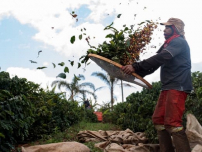 Coffee production hurts the planet - Scientists think they may have another way