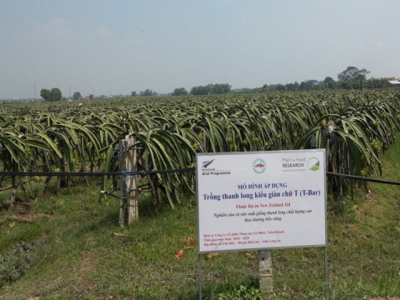 Turning dragon fruit stems into organic fertilizer