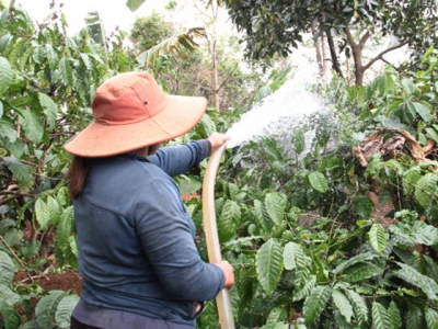 Tưới nước hiệu quả cho cà phê kinh doanh vào mùa khô