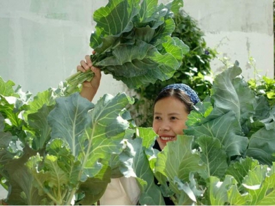 Bí quyết chăm cải kale dino trồng một lần ăn cả năm của mẹ đảm Đắk Lắk