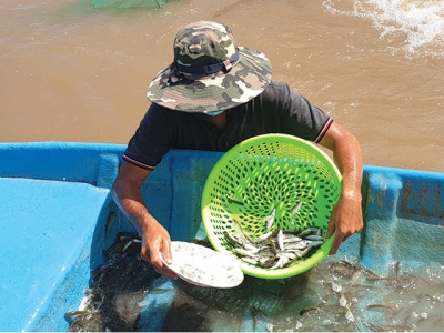 Bỏ túi tiền tỷ từ nuôi cá linh, tôm càng xanh