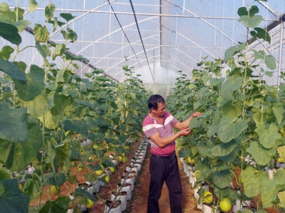 Khởi xướng nông nghiệp công nghệ cao vùng đất khó xứ Thanh