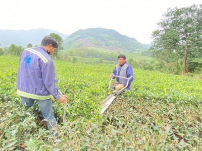 Chăm sóc chè đón lộc xuân