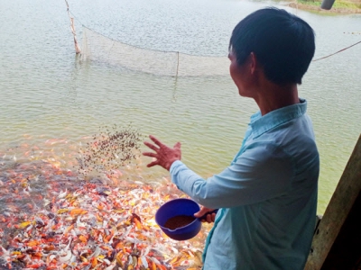 Thanh niên vùng biên khởi nghiệp thành công với cá quý tộc